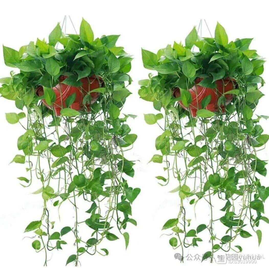 人养花，花也养人，这5种“吸毒花”，家里养一盆可以轻松除臭去味