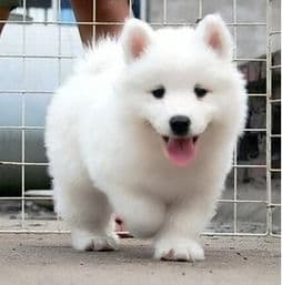 新手养萨摩幼犬，护理指南必看！