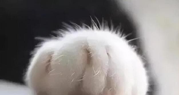 猫咪为什么会攻击主人？原因分析与预防指南