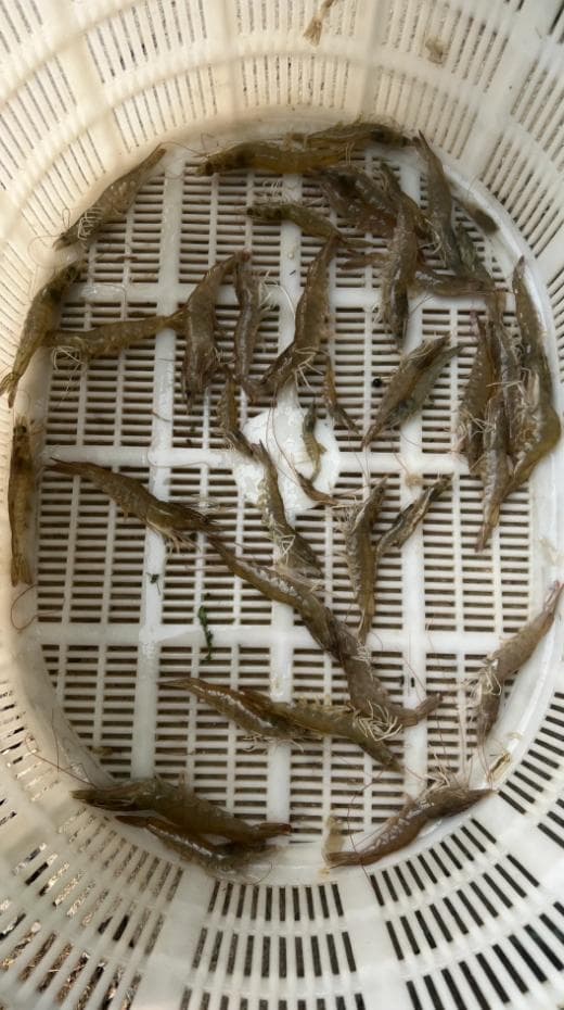 冬季对虾养殖管理的注意事项