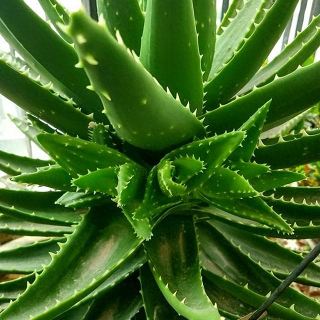 室内种植推荐：五种叶片肥厚植物的养护与风水寓意