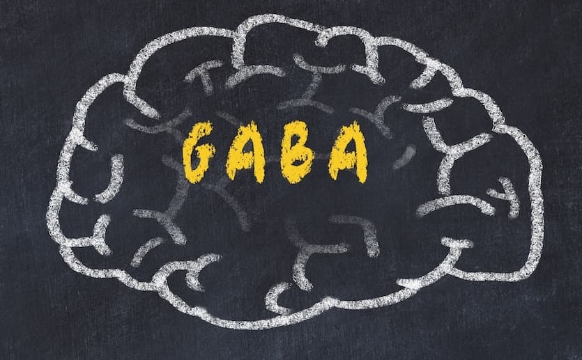 GABA：大脑的镇静使者