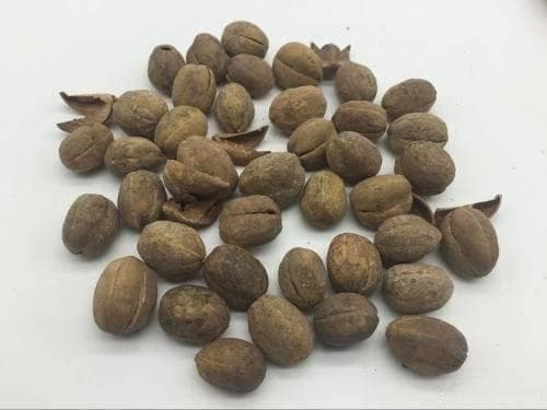 巴豆霜的功效与作用
