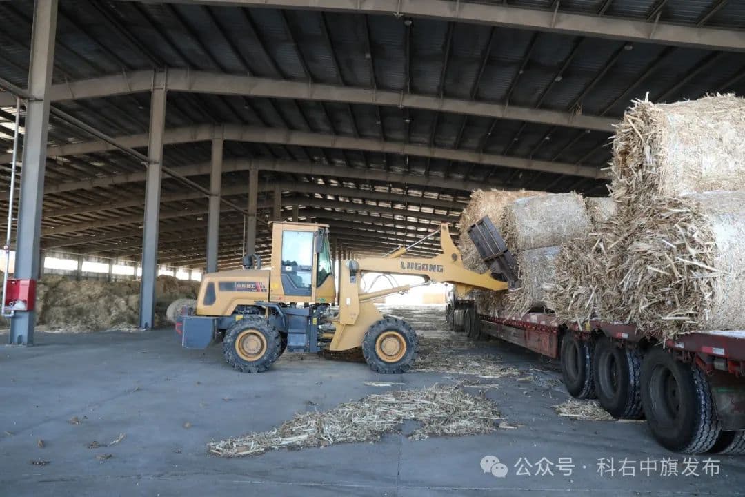 内蒙古科右中旗：筑牢饲草储备防线 保障牲畜安全越冬