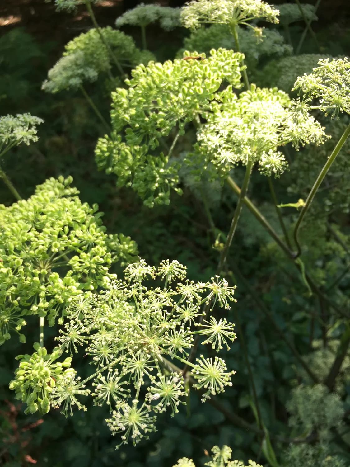 白芷粉：冬季养生的天然良方