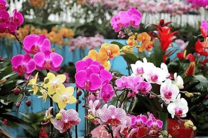 适合室内养的7种花，好吃又美丽，夏天还能“驱蚊虫”，养一盆不亏！