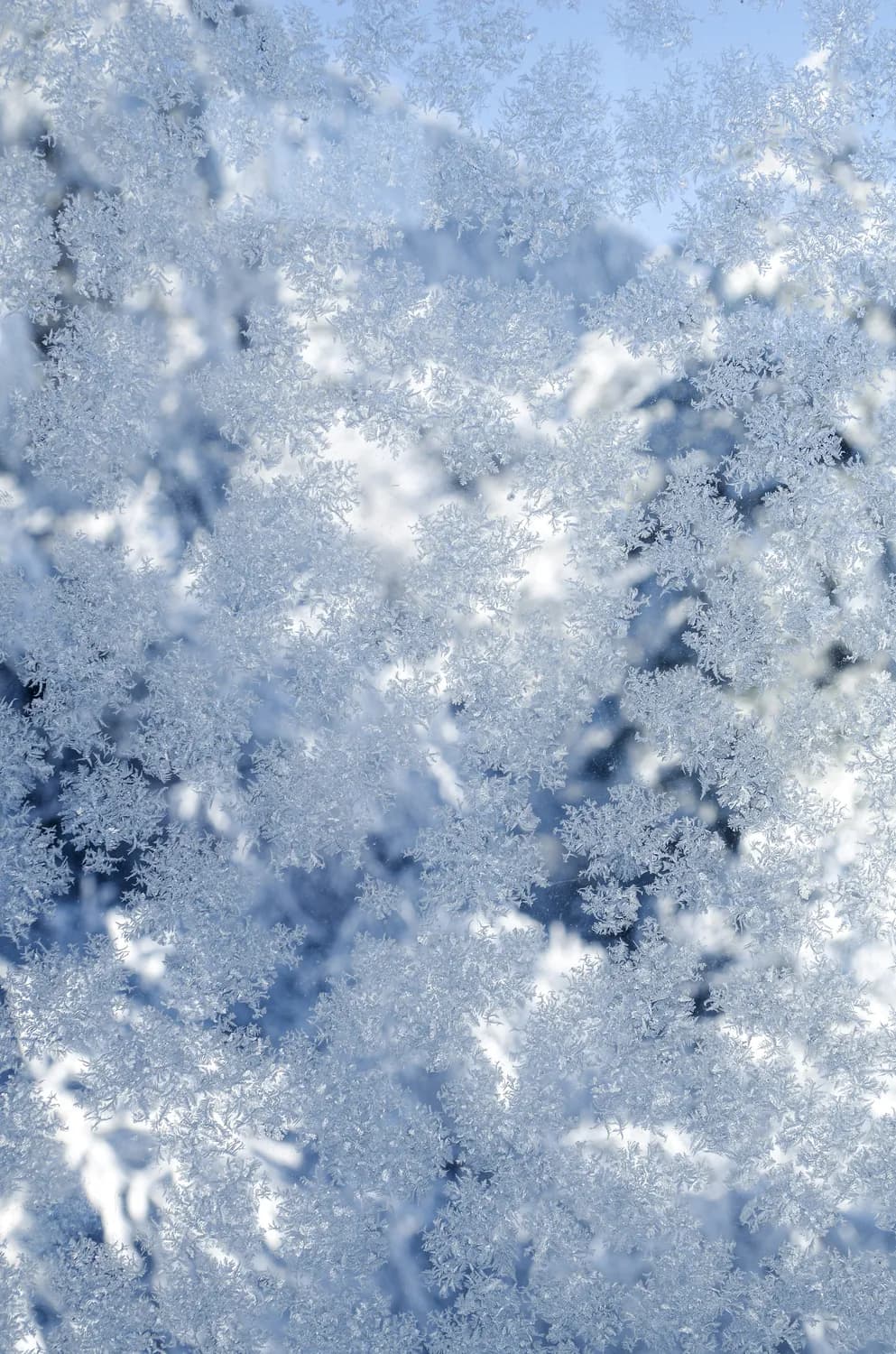 阳光下的蓝雪花：一种在高温中绽放的美丽