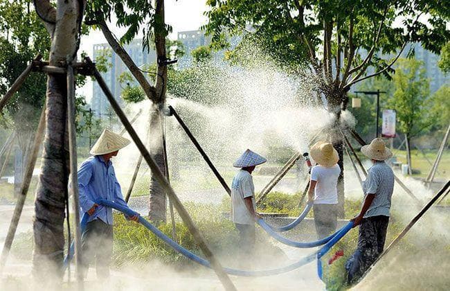 冬季树木浇水全攻略：浇水时机、频率与注意事项