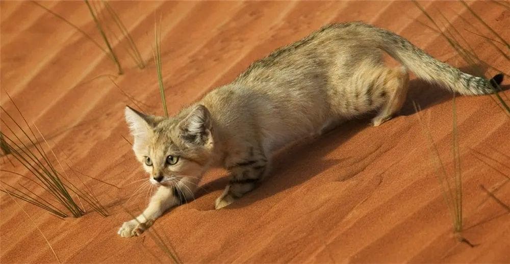 猫咪吃饭为啥总剩一口？是储食行为吗？