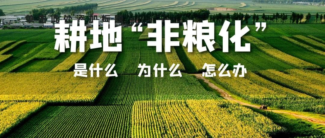 关乎粮食安全，“非粮化”得知道！