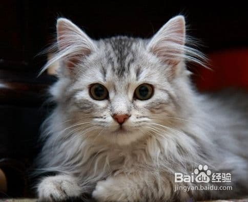 猫咪异味怎么办？快速除味攻略！