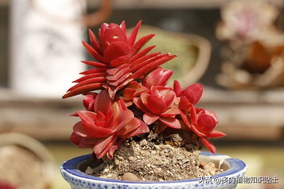景天树的正确养殖方法（多肉植物中的巨无霸，景天属养护全攻略，浇水施肥一网打尽）