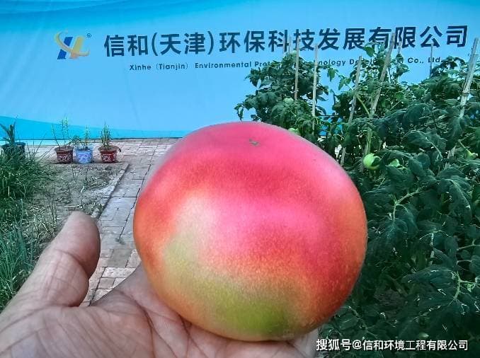 微生物菌剂的作用：开启土壤健康与高产的密码