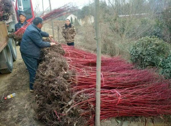 连翘的环境价值及其在绿化中的应用