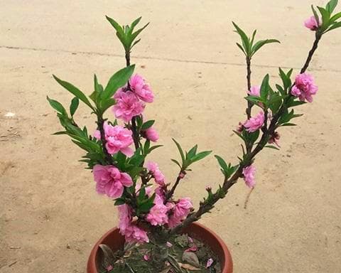 垂丝海棠修剪技巧（打造美丽花园的秘诀）