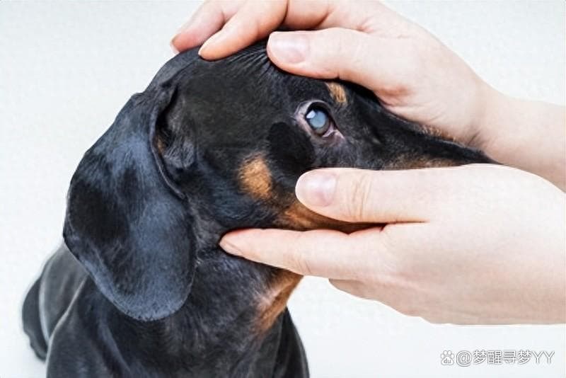 狗狗白内障初期症状大揭秘：如何及早发现并有效应对？