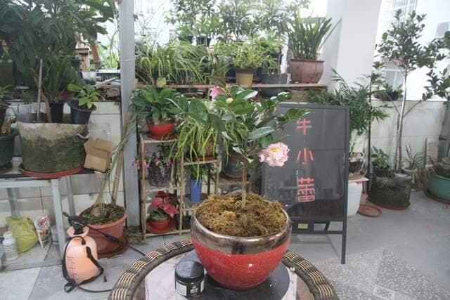 山茶花养护全攻略：十大常见问题解答