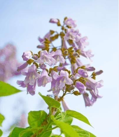 泡桐树开花季节与特征（春季之美，泡桐花香如诗；盛夏之色，泡桐叶繁荣丽）