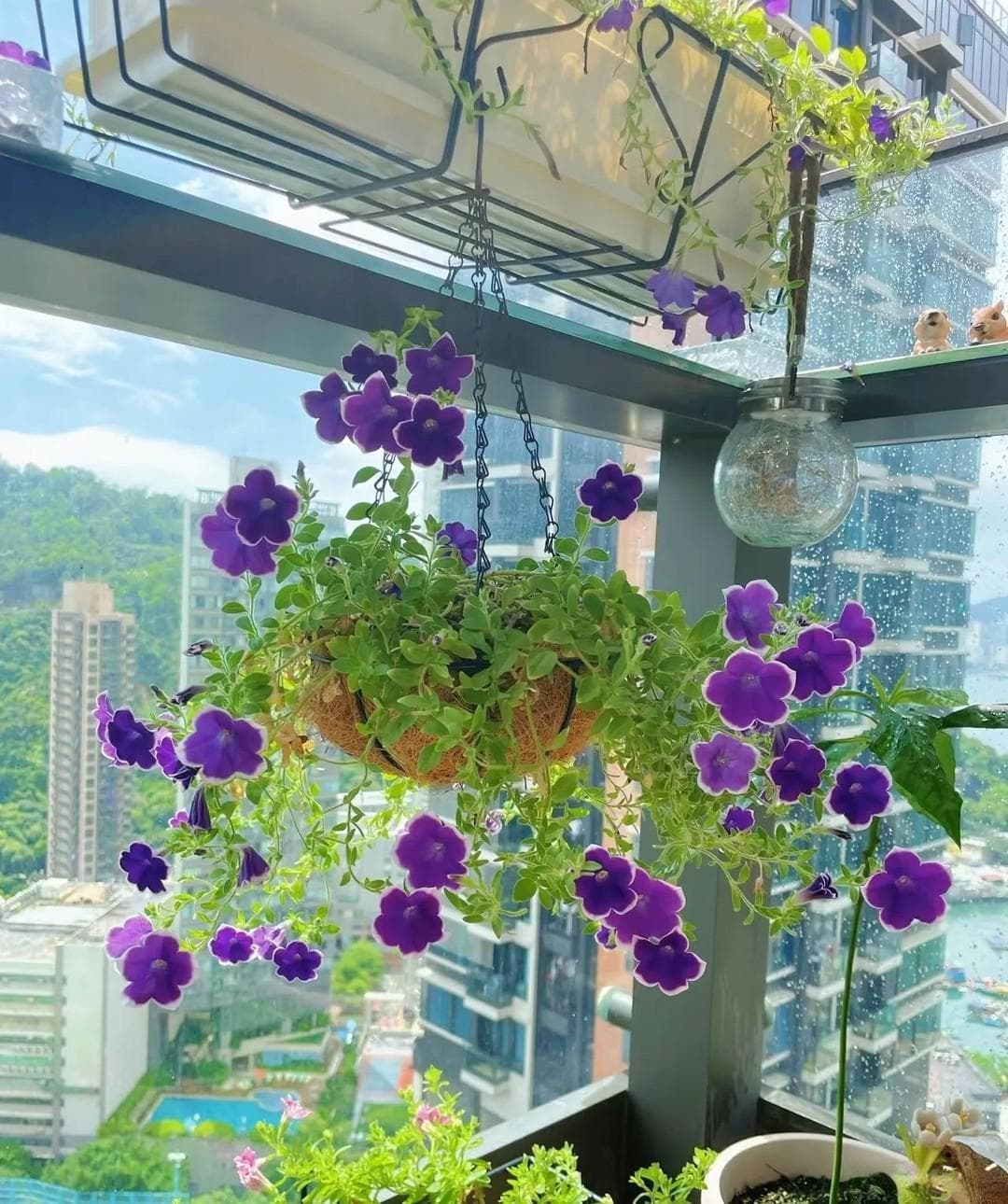 春天最易爆盆的6种花，现在养正当时，轻松爆盆，花开不停歇