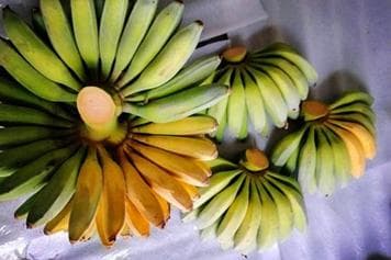 芭蕉心的功效与作用