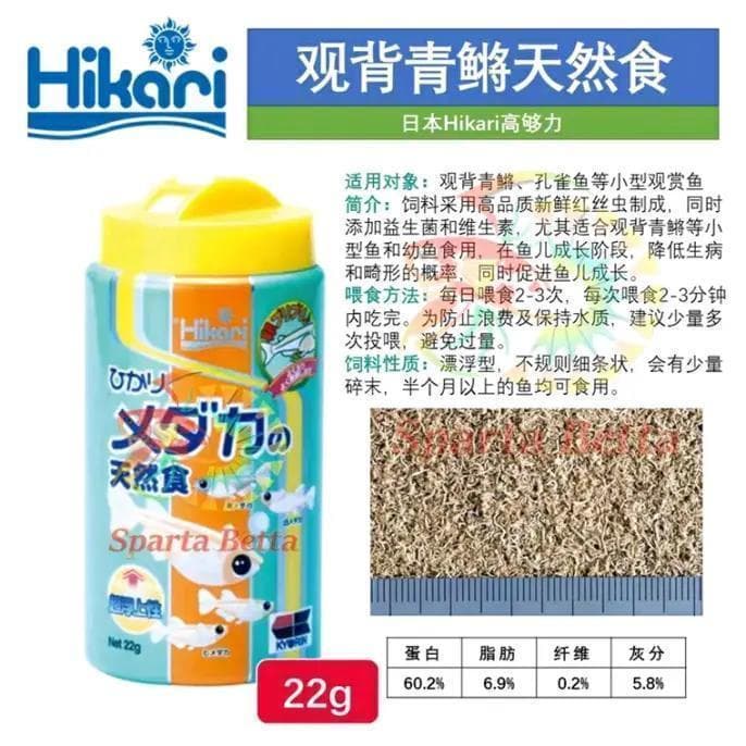 观背青鳉室内饲养指南：从容器选择到水质管理的全方位攻略