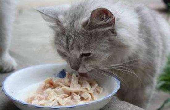 猫咪食谱：蔬菜选择与禁忌