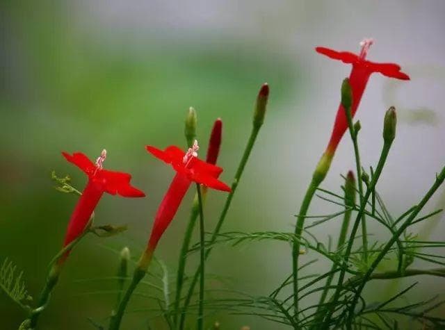 茑萝花种植全攻略：从播种到养护的完整指南