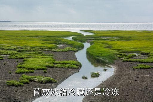 羊肚菌储存全攻略：冷藏还是冷冻？能保存多久？