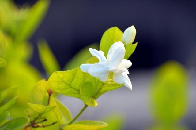 茉莉茶和山楂能一起泡吗 茉莉山楂茶的功效