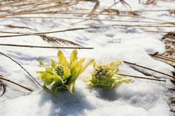 雪莲花是珍贵药材，雪莲果是营养食材：详解两种植物的区别