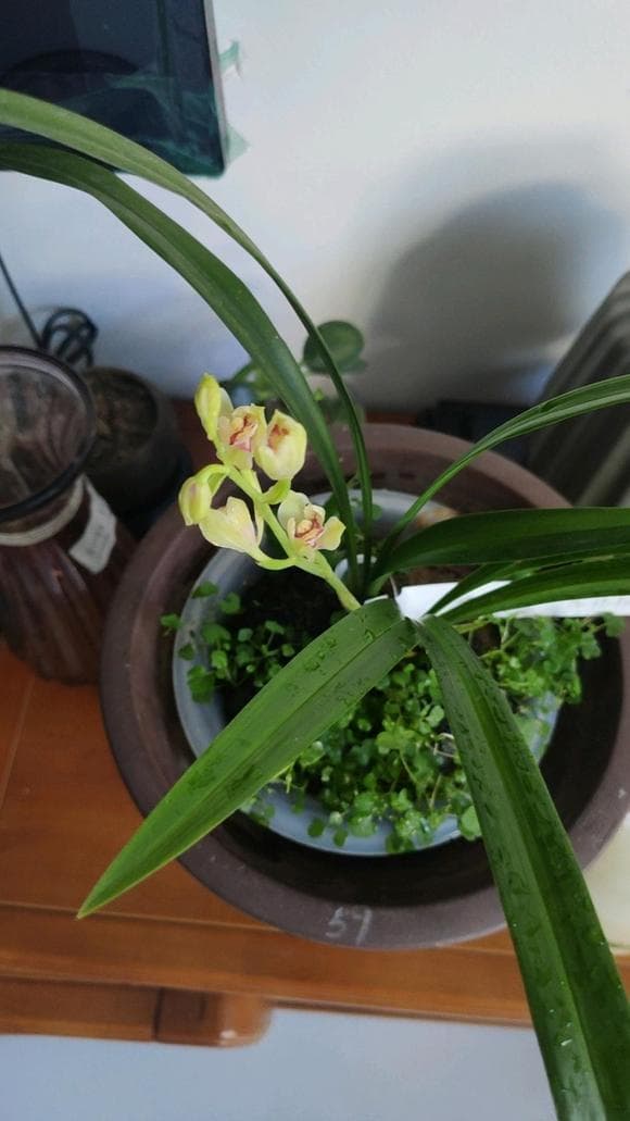 兰花香味大盘点：从春兰到惠兰，不同品种的香气特点