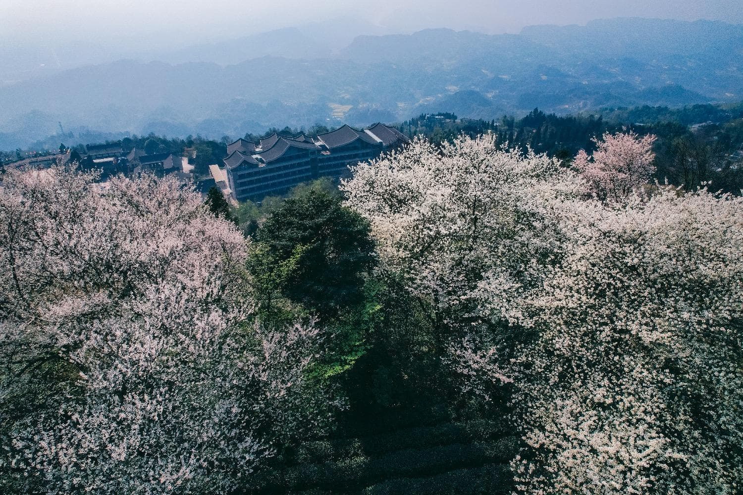感受茶与花的交锋，跟着春天的脚步一步步揭开蒙顶山的奥秘
