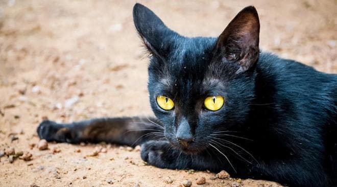 为什么你家猫的耳朵前面有点秃？单纯的秃头？还是有进化原因？