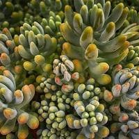 平行四边形的对称轴：普通与特殊情况的差异