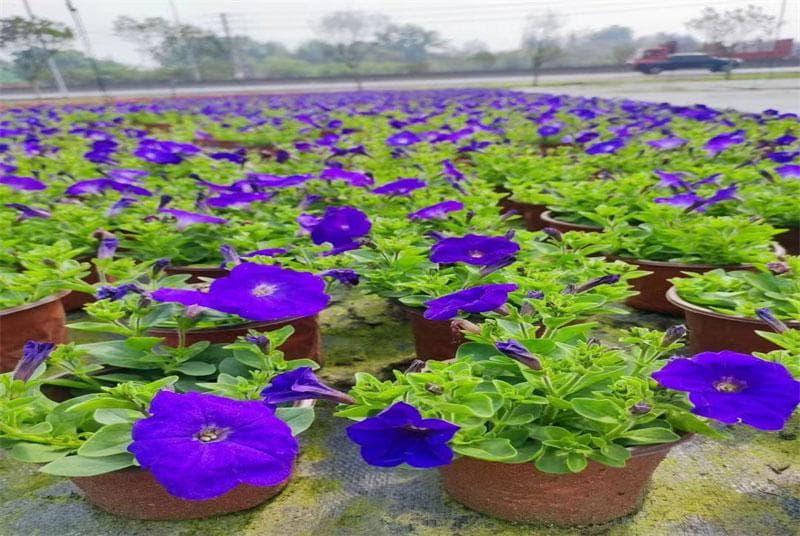 四川绿化竹子种植基地：生态保护与经济发展的双重使命