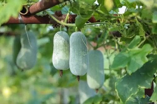如何提高瓜类种子发芽率？
