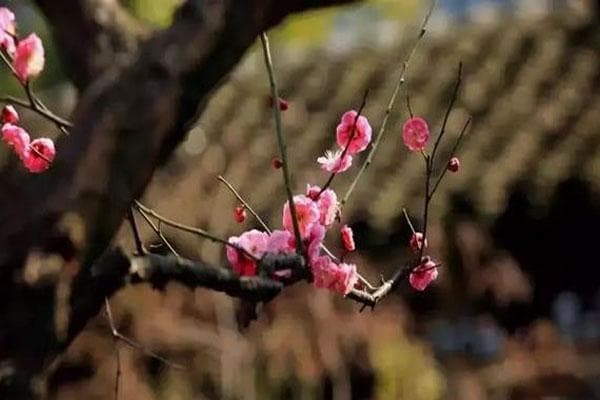 连云港春季赏花攻略