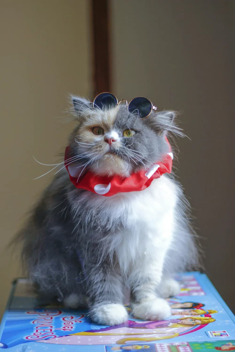 猫咪眼睛进异物怎么办？这份应急处理指南请收好