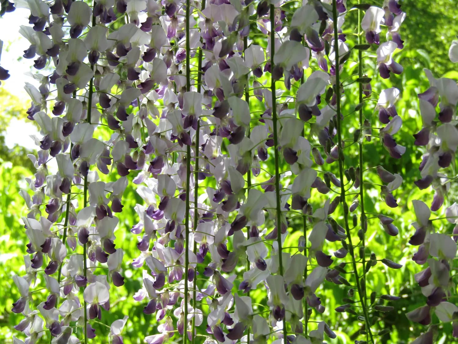 春天的限定美味：槐花的N种吃法