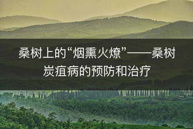 桑树上的“烟熏火燎”——桑树炭疽病的预防和治疗