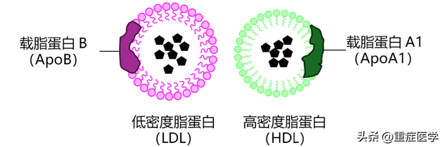 低密度胆固醇，高密度胆固醇，甘油三酯……一文解读血脂七项！