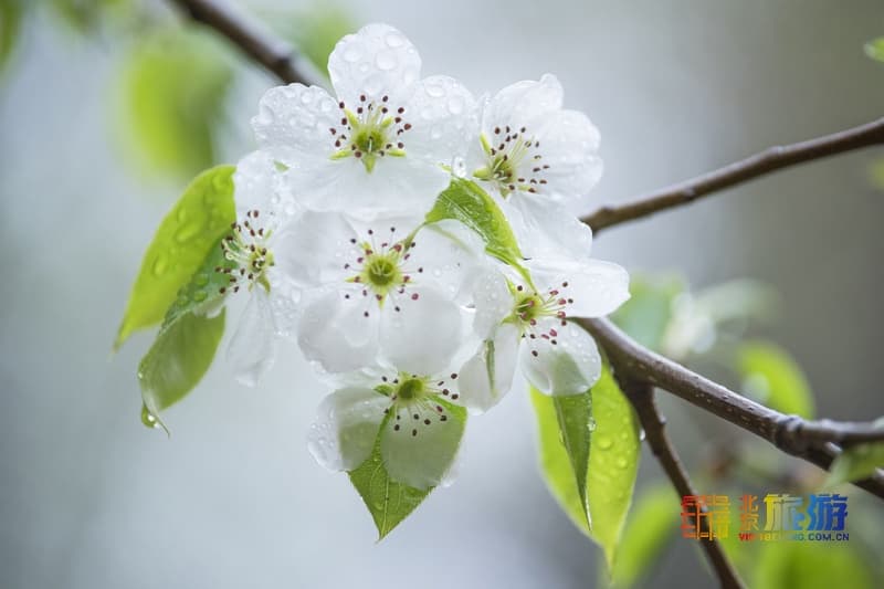 漫步北京 春花烂漫：北京春游赏花指南之梨花
