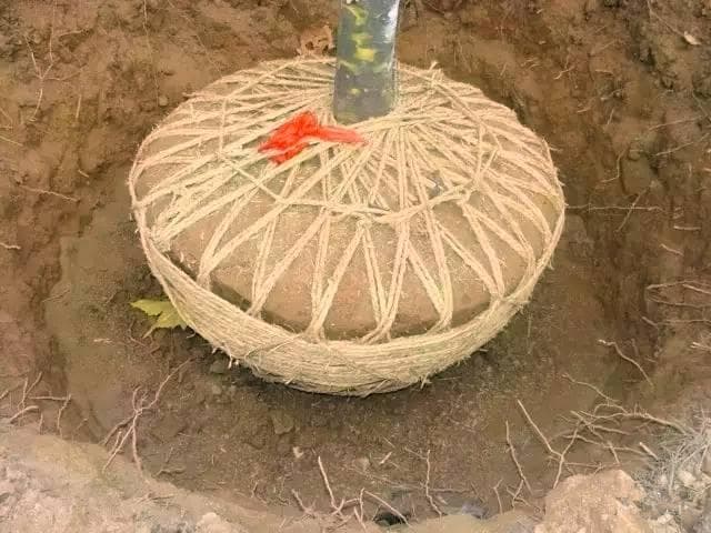 苗木移栽技术：土球规格、形状与保护要点详解