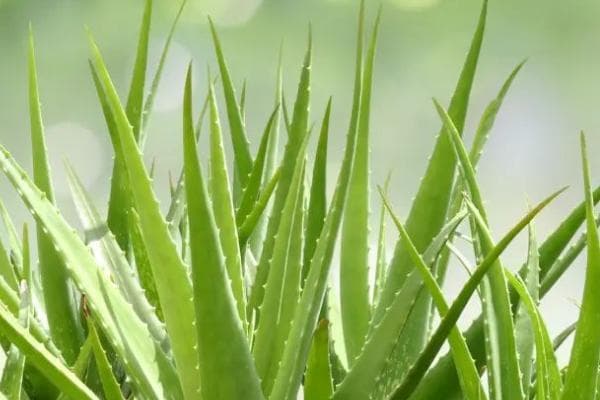 芦荟叶片变红怎么办？多种原因及处理方法详解