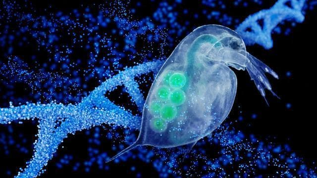 针对水蚤的研究揭示了环境变化对遗传变异的长期影响