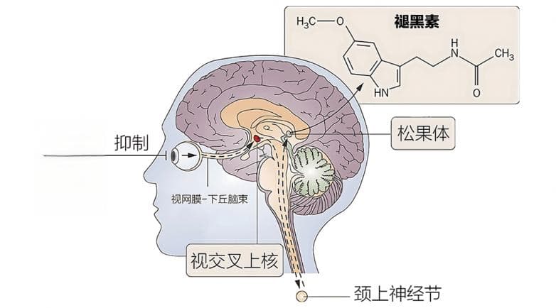 生物钟如何左右我们的睡眠质量