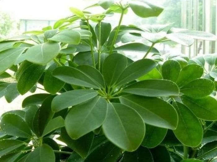 好养易活3种花，旺财又养人，红红火火好运来！