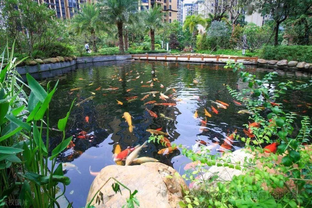 详解水中毒素：氨和亚硝酸盐