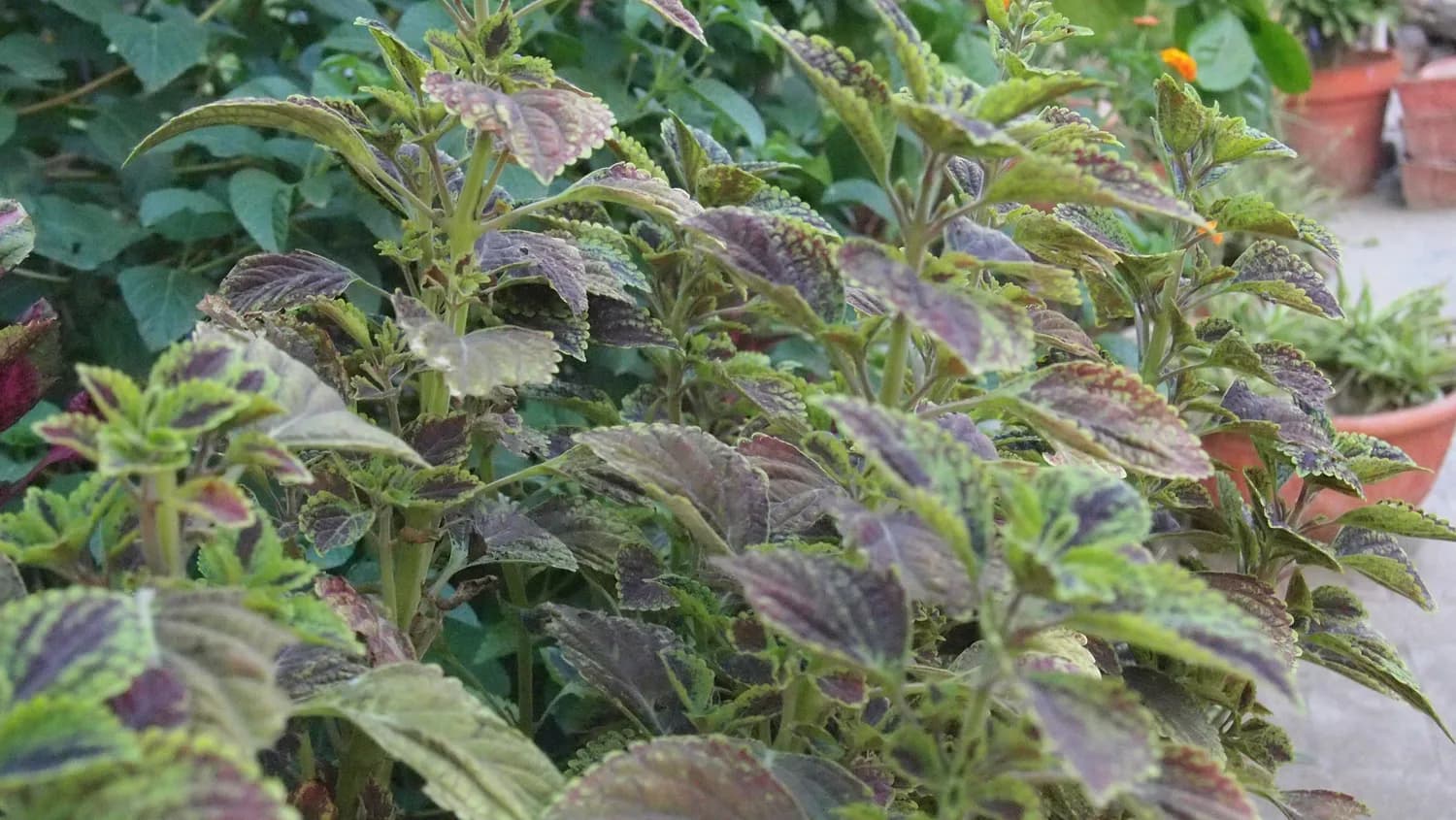 紫苏籽油：心血管健康的秘密武器