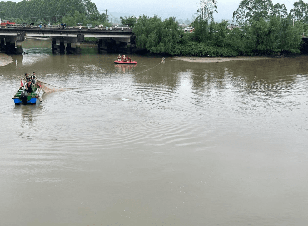 “迷路”白海豚误闯新会银湖湾，江门应急助它“回家”